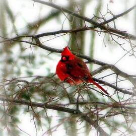 King Cardinal