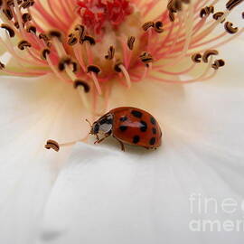 Ladybug by Snezana Petrovic