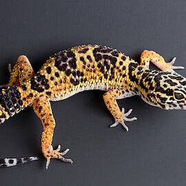 Leopard Gecko Eublepharis Macularius by David Kenny