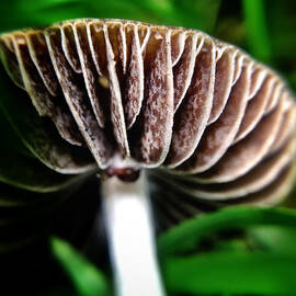 Macro Mushroom by Natasha Marco