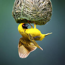 Masked weaver at nest by Johan Swanepoel