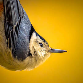 Nuthatch