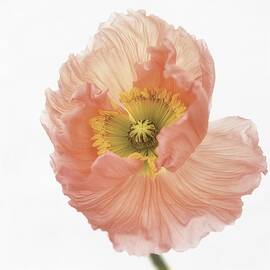 Poppy by Lotte Gr nkj r