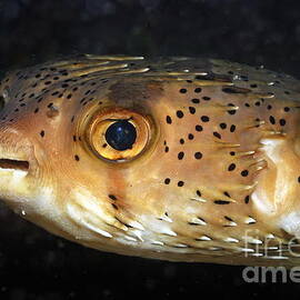 Porcupine fish by Sami Sarkis Photography