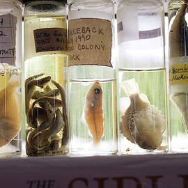 Preserved Fish In Jars On Display by Jose Azel