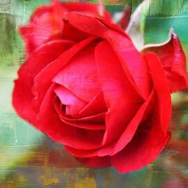 Red Rose