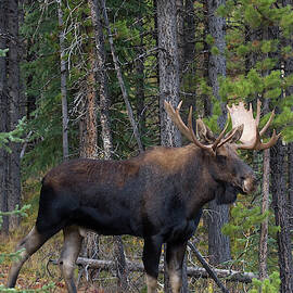 Shiras Bull Moose by Ken Archer