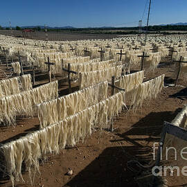Sisal Fibers Drying In Sun, Madagascar by Greg Dimijian