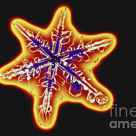 Snowflakes by Scott Camazine