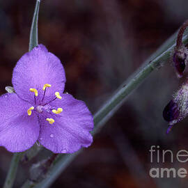 Spiderwort by Steven Ralser