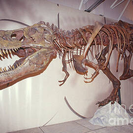 Sue The Tyrannosaurus Rex by Millard H. Sharp