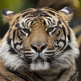 Sumatran Tiger by San Diego Zoo