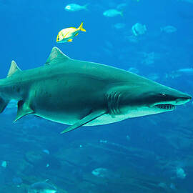 Tiger shark by Alexey Stiop