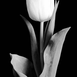 Tulip by Sebastian Musial