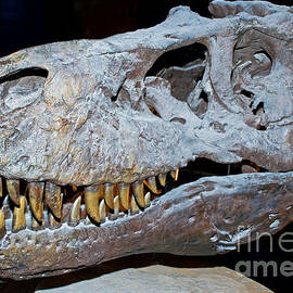 Tyrannosaurus Rex Skeleton by Millard H. Sharp