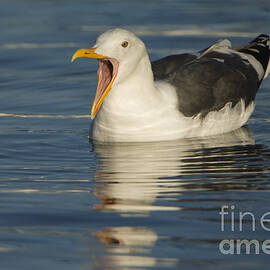 Western Gull