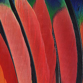 Wing Feather Design From The Amazon by Darrell Gulin