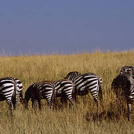Zebra Migration, Masai Mara National by Animal Images