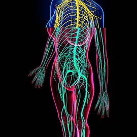 Female Nervous System