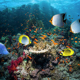 Coral Reef Scenery by Georgette Douwma