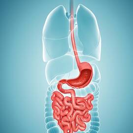 Small Intestine And Stomach