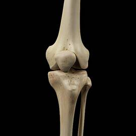 Human Knee Joint