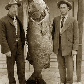270 Lb Jew Fish Goliath Grouper Monterey Bay California circa 1910 by Monterey County Historical Society