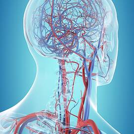 Human Vascular System