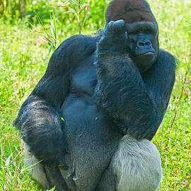 Western Lowland Gorilla by Millard H. Sharp