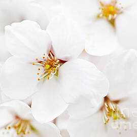 Apple blossoms 3 by Elena Elisseeva