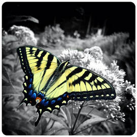 Beautiful Butterfly by Natasha Marco