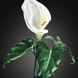 Calla