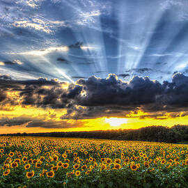 Field of View by Chris Austin
