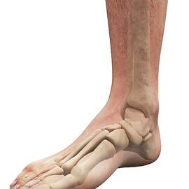 Foot Anatomy