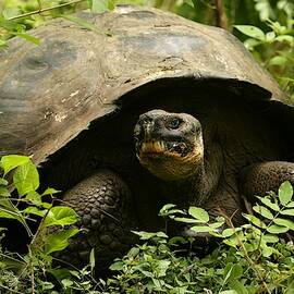 Giant Tortoise, Geochelone by David Santiago Garcia