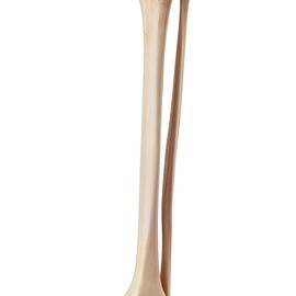 Human Bones Of Leg