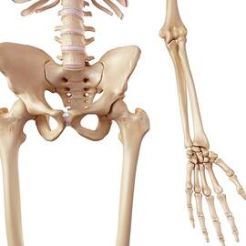 Human Hip Bones