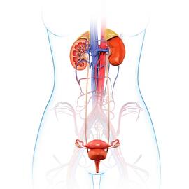 Human Kidneys