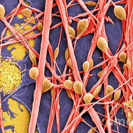 Neurons And Glial Cells Sem by Science Source