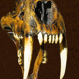 Saber Tooth Cat Skull Fossil by Millard H. Sharp