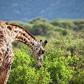 Safari At Lake Manyara National Park by Jason Maehl