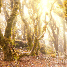 Virgin mountain rainforest of Marlborough NZ