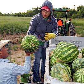 Watermelon Harvest by Science Photo Library