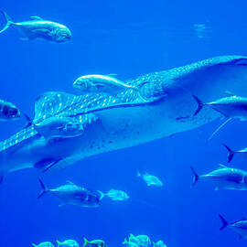 whale sharks swimming in aquarium with people observing by ALEX GRICHENKO