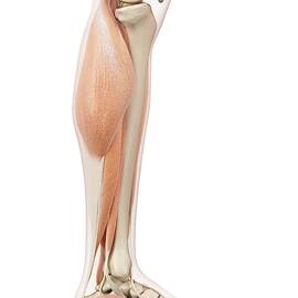 Human Leg Muscles