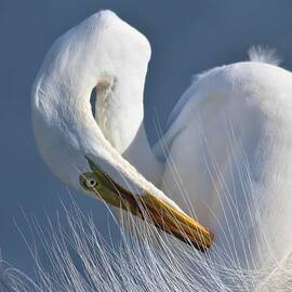Great White Egret by Paulette Thomas