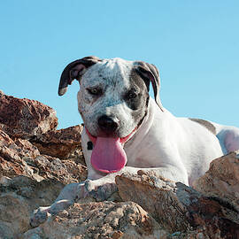 American Staffordshire Terrier Puppy by Zandria Muench Beraldo