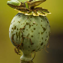 Balancing Act by Jean Noren