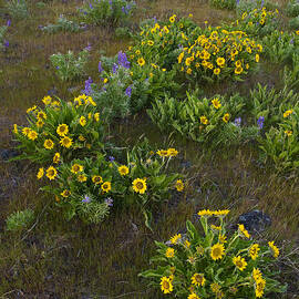 Balsamroot