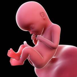 Foetus At 21 Weeks